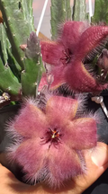 Stapelia desmetiana 7 Seeds
