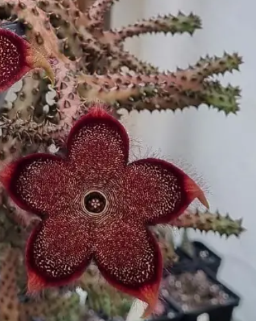 Edithcolea grandis (red form) 5 Seeds