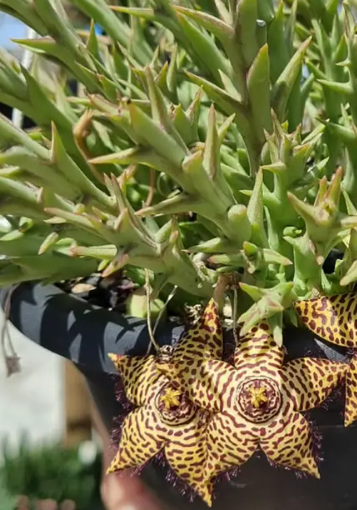 Orbea halipedicola yellow 6 Seeds