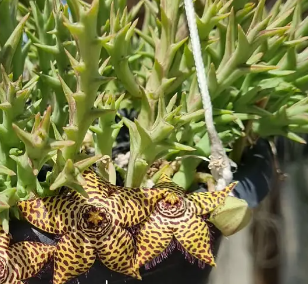 Orbea halipedicola yellow 6 Seeds