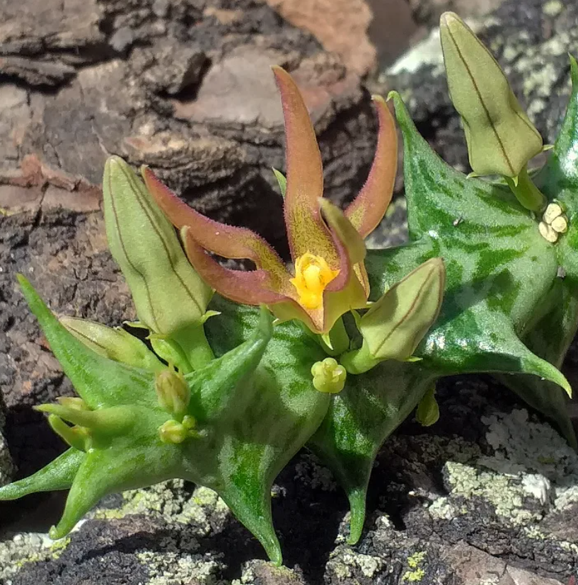 Orbea cucullata 6 Seeds