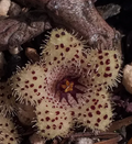 Stapelianthus madagascariensis 5 Seeds