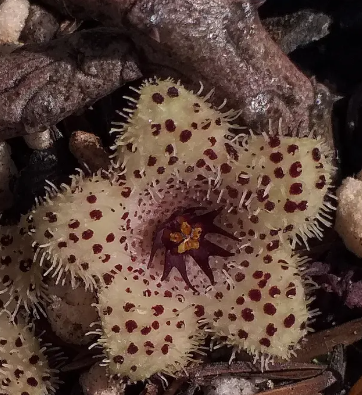 Stapelianthus madagascariensis 5 Seeds