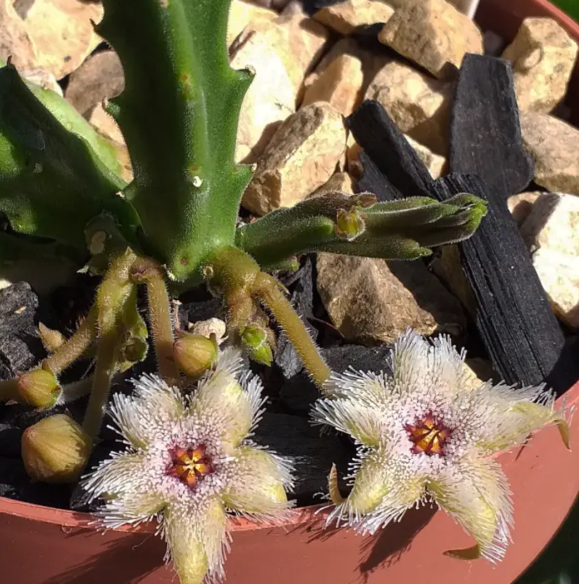 Stapelia glanduliflora 7 Seeds