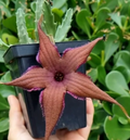Stapelia schinzii var schinzii 7 Seeds