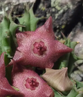 Huervalia 'Lip Gloss' 7 Seeds