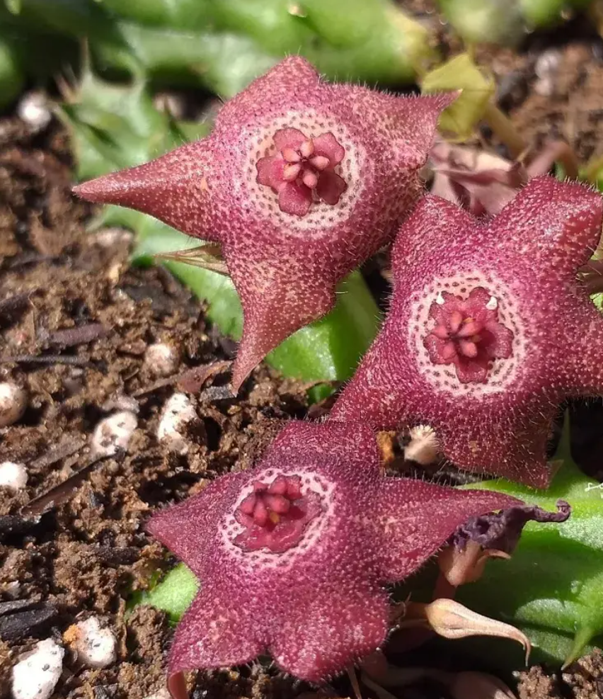 Huervalia 'White Eyes' 7 Seeds