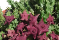 Huervalia 'Stardust' 7 Seeds