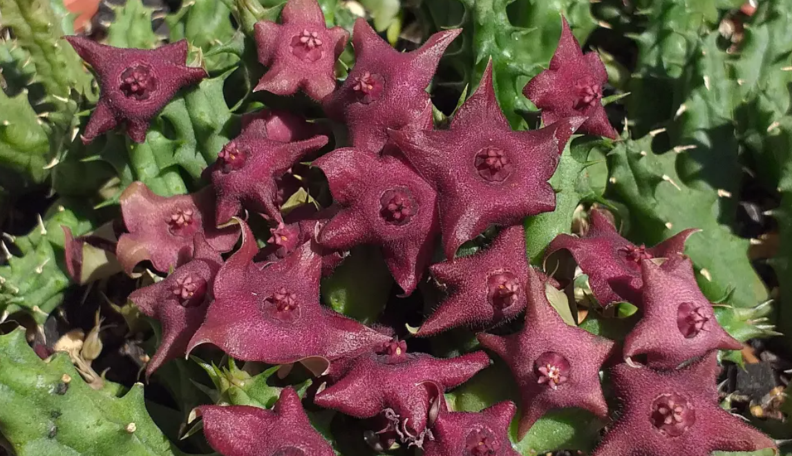 Huervalia 'Stardust' 7 Seeds
