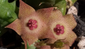 Huervalia 'Dusk' 7 Seeds