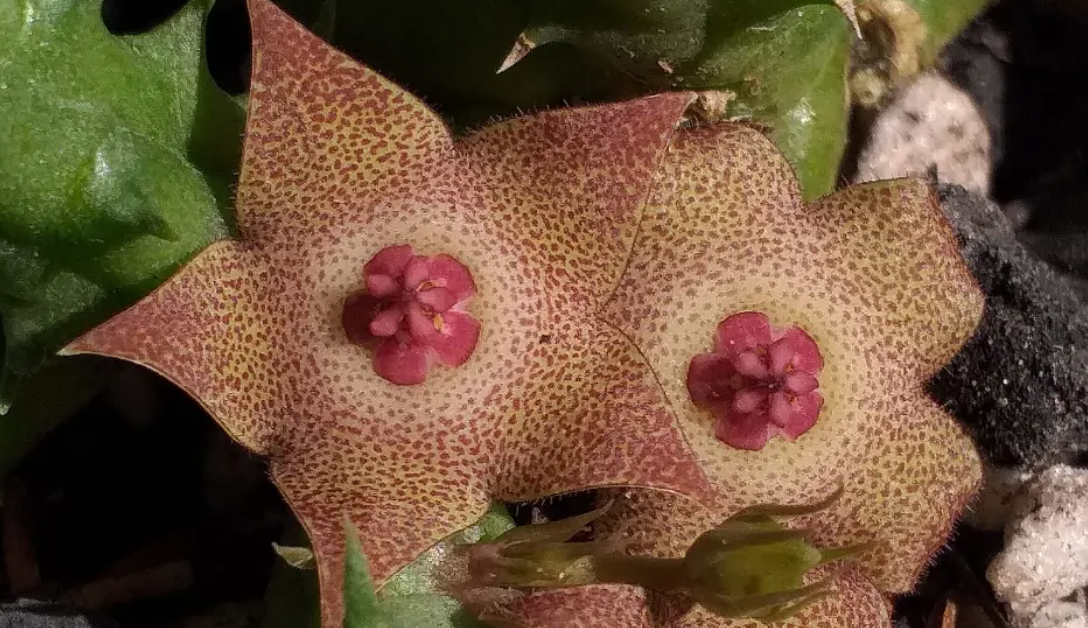 Huervalia 'Dusk' 7 Seeds