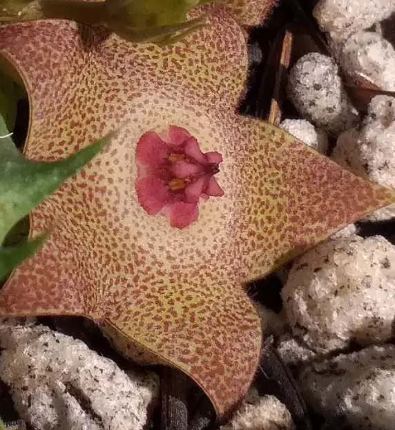 Huervalia 'Dusk' 7 Seeds