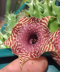 Huernia 'Tiger' 5 Seeds