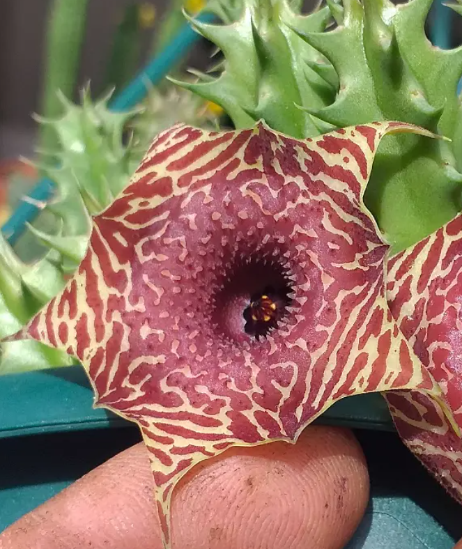 Huernia 'Tiger' 5 Seeds