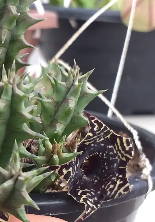 Huernia 'Negrita' 5 Seeds