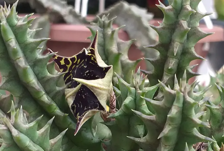 Huernia 'Negrita' 5 Seeds