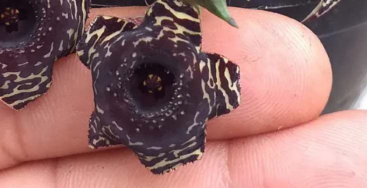 Huernia 'Negrita' 5 Seeds