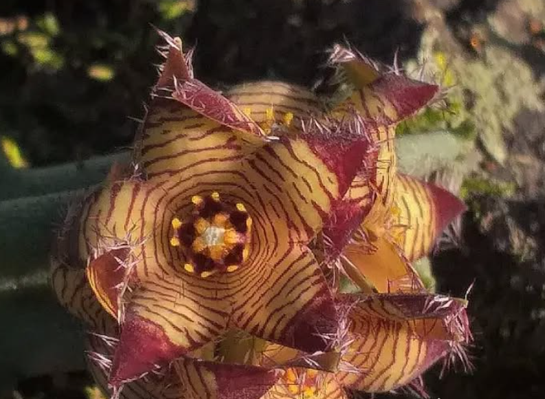 Caralluma europea var judaica 5 Seeds