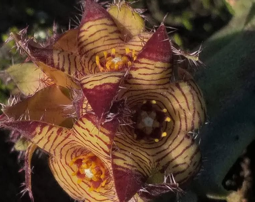 Caralluma europea var judaica 5 Seeds