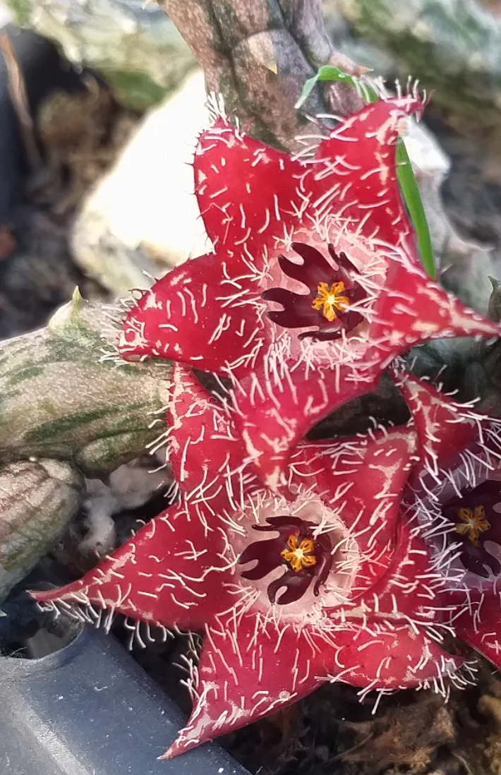 Stapelianthus montagnacii 5 Seeds