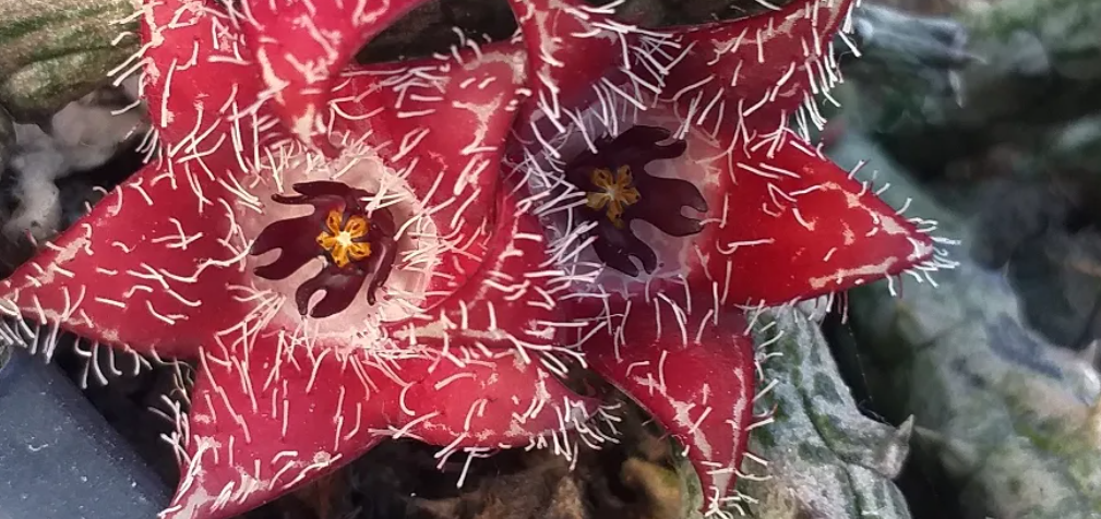 Stapelianthus montagnacii 5 Seeds