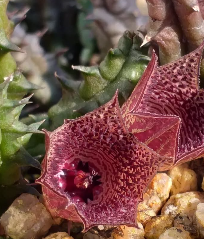 Huernia whitesloaneana 5 Seeds
