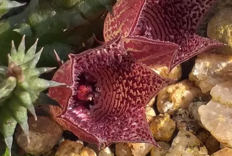 Huernia whitesloaneana 5 Seeds