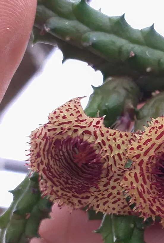 Huernia volkartii ssp volkartii 5 Seeds