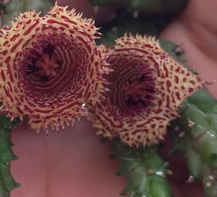 Huernia volkartii ssp volkartii 5 Seeds