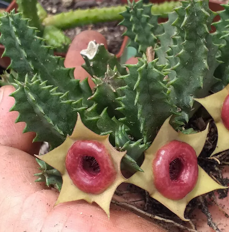 Huernia 'Red Belly' 5 Seeds