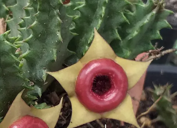 Huernia 'Red Belly' 5 Seeds