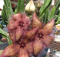 Stapelia hirsuta var tsomoensis 7 Seeds