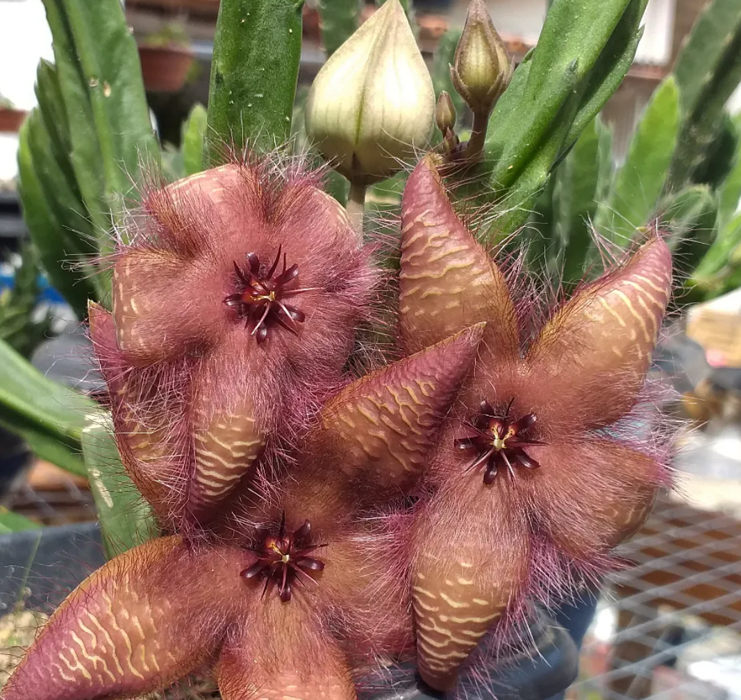 Stapelia hirsuta var tsomoensis 7 Seeds