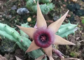Huernia procumbens x Huernia tanganyikensis 5 Seeds