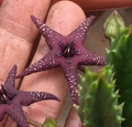 Orbea cv starlight 6 Seeds