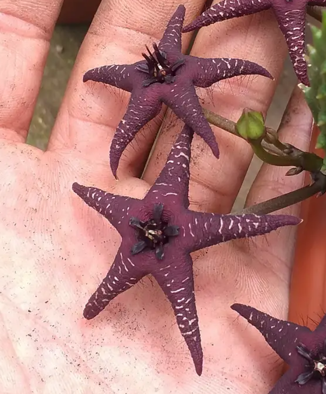 Orbea cv starlight 6 Seeds