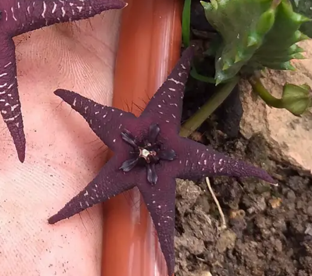 Orbea cv starlight 6 Seeds