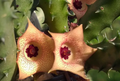 Huernia 'Colita' 5 Seeds