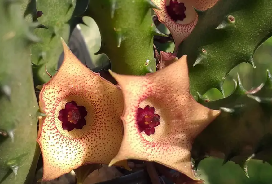Huernia 'Colita' 5 Seeds