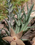 Orbea tapscottii 6 Seeds
