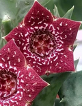 Orbea carnosa ssp keithii 6 Seeds