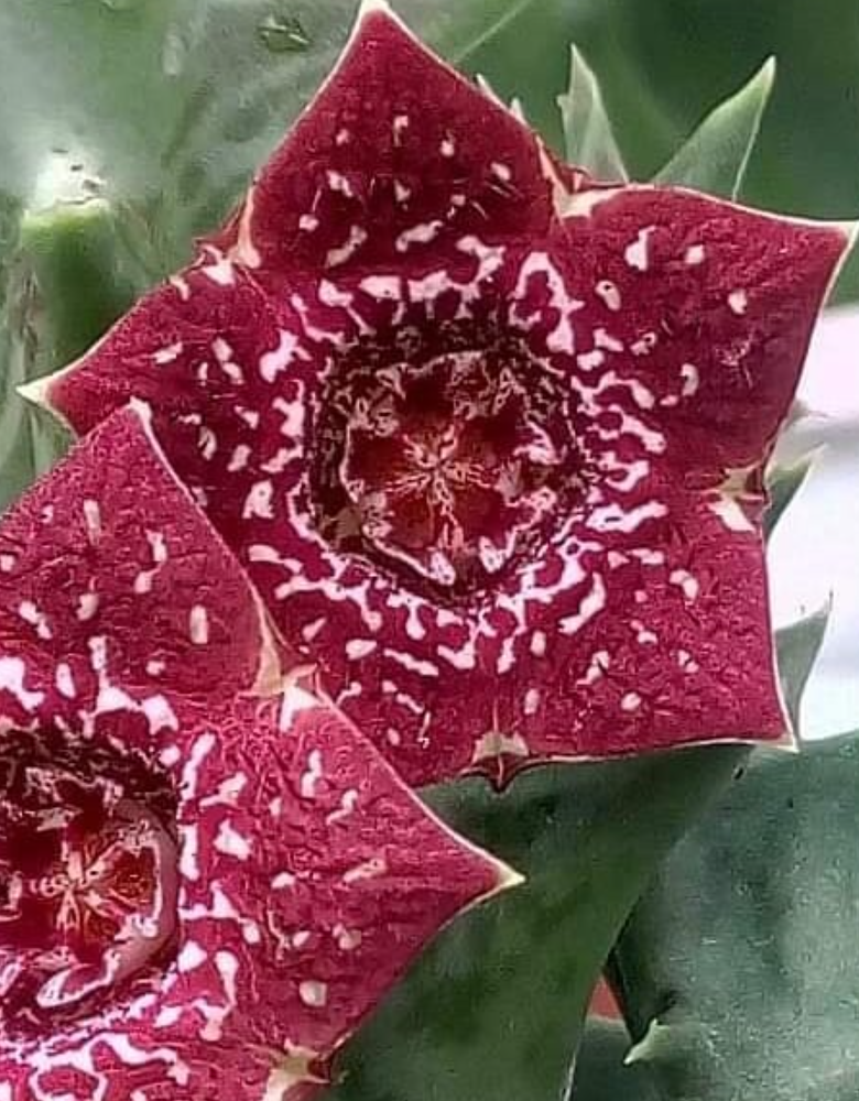 Orbea carnosa ssp keithii 6 Seeds