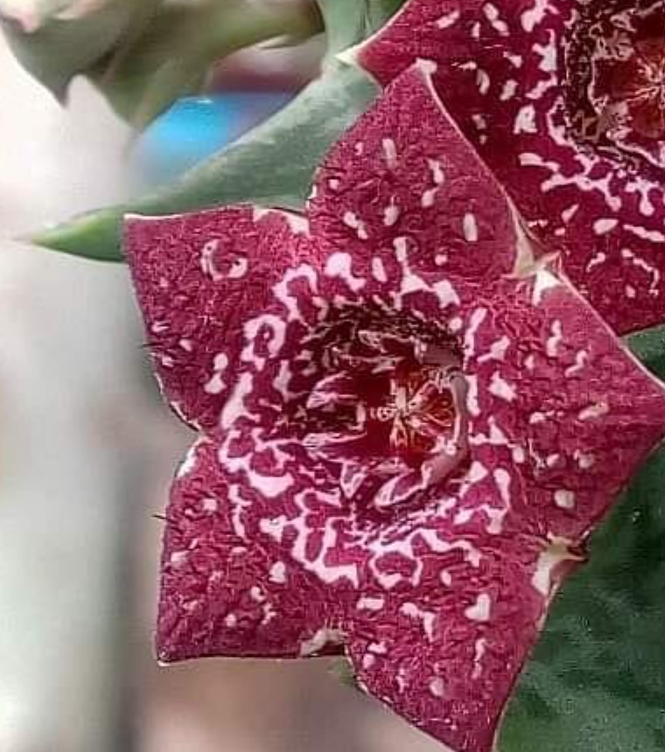Orbea carnosa ssp keithii 6 Seeds
