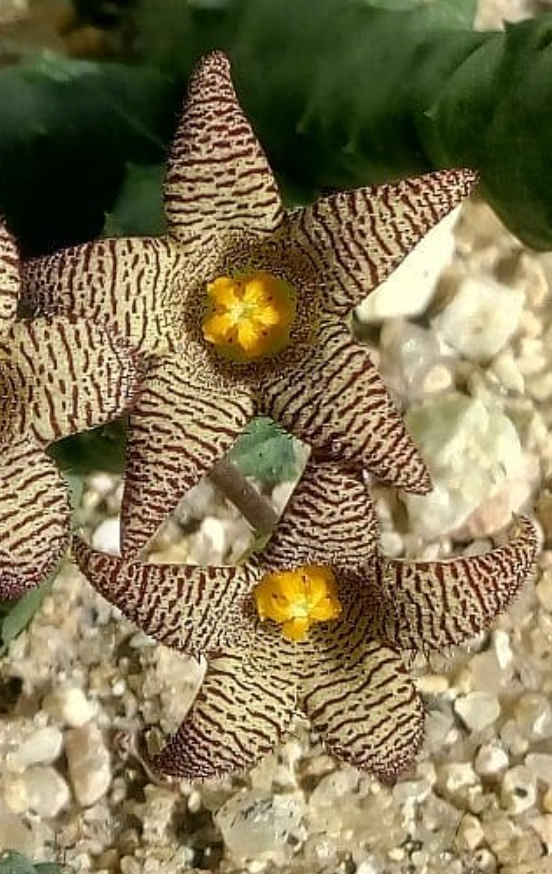 Piaranthus punctatus ssp punctatus 5 Seeds