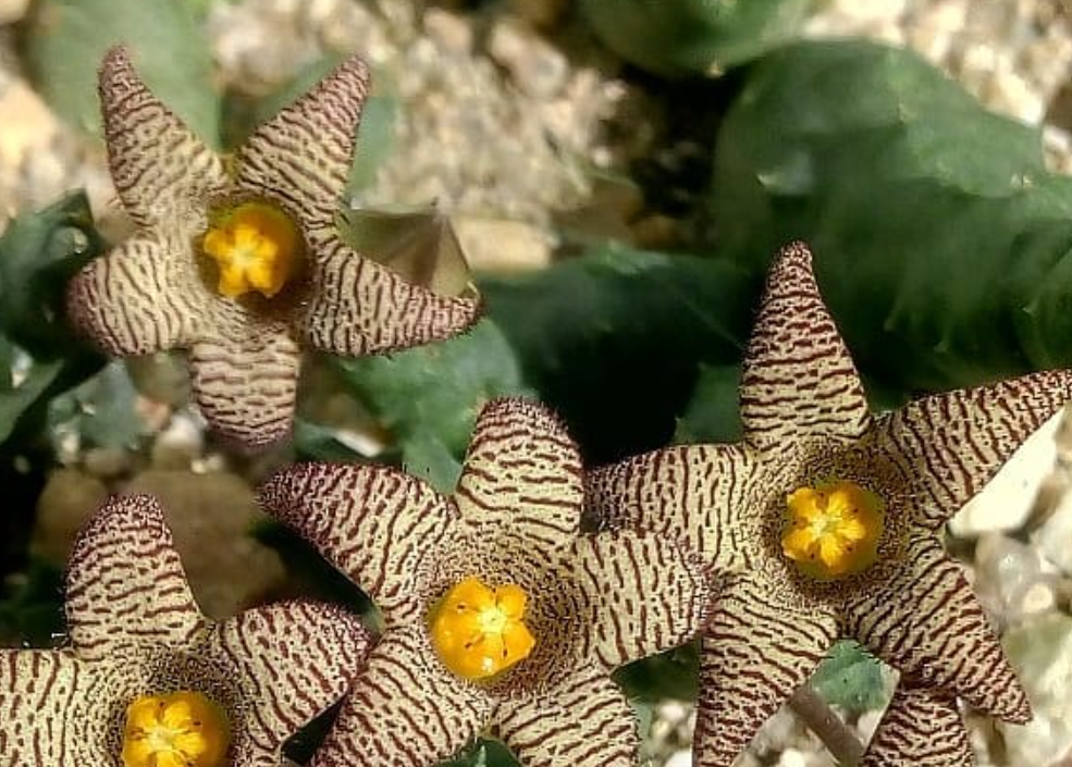 Piaranthus punctatus ssp punctatus 5 Seeds