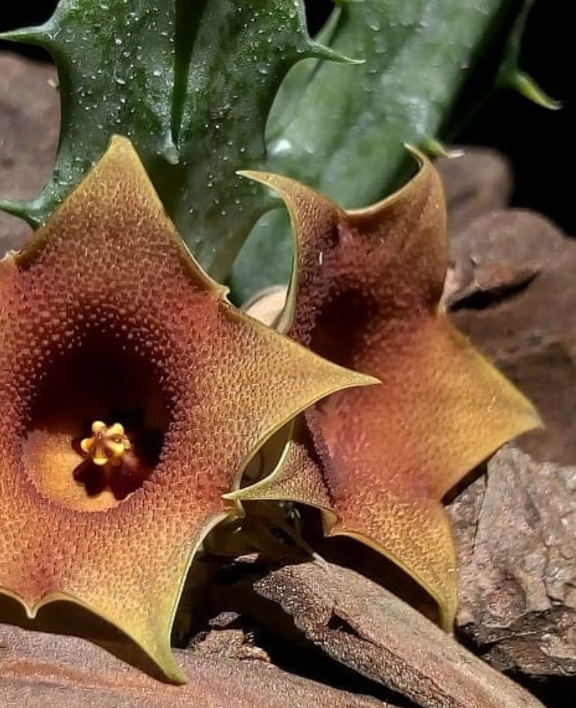 Huernia Rosea 5 Seeds