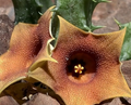Huernia Rosea 5 Seeds