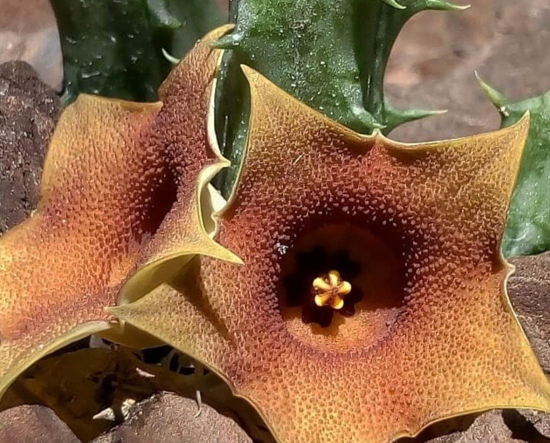 Huernia Rosea 5 Seeds