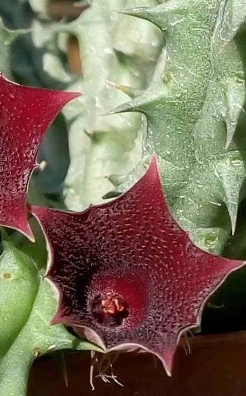 Huernia keniensis 5 Seeds