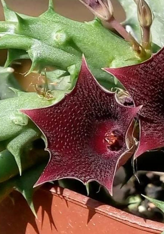 Huernia keniensis 5 Seeds